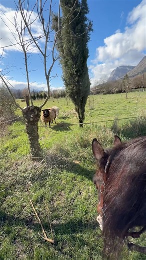Cheval VS mouton 🥲 #humour #animal #horse #equestrianjourney #humoristefrancais #cheval #equestrian