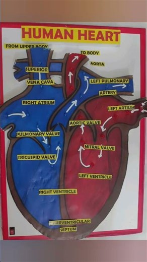 heart working model #shortsfeed #viralvideo #viralshorts #yt studio