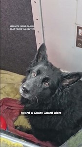 German Shepherd Rescued After Drifting Miles Out To Sea On Inflatable Kayak In England | N18S