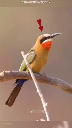 Birds That Raise Others’ Babies! #shorts