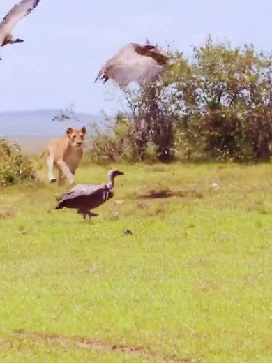 Lion Attack Birds: A Spectacular Predator-Prey Interaction