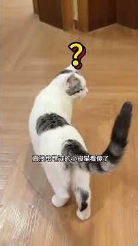 I even wonder if I've caught some superstition#pets #cutecat