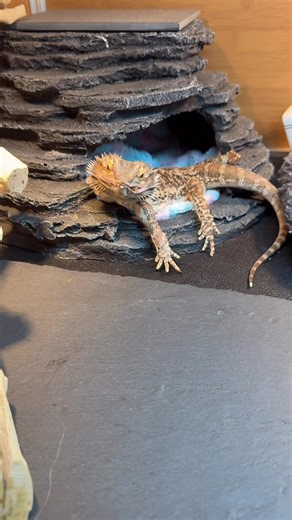 Just a little Winny Lunch Munch compilation.