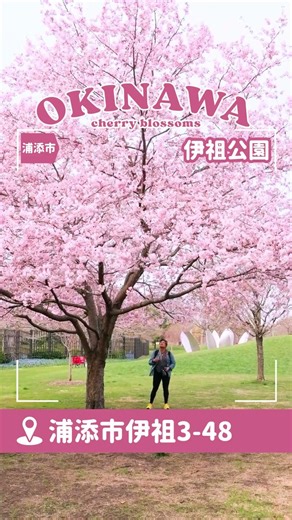 沖縄 さくらの名所in中部