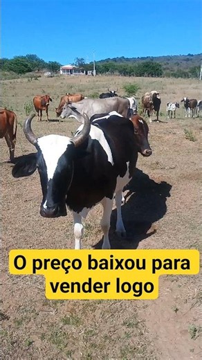 5 Garrotes para vender logo preço baixou