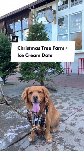 Visita el Christmas Tree Farm y Little Man Ice Cream