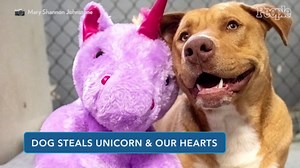 A Dog Who Kept Sneaking into a Dollar General for a Unicorn Toy Gets His Plush and a New Start