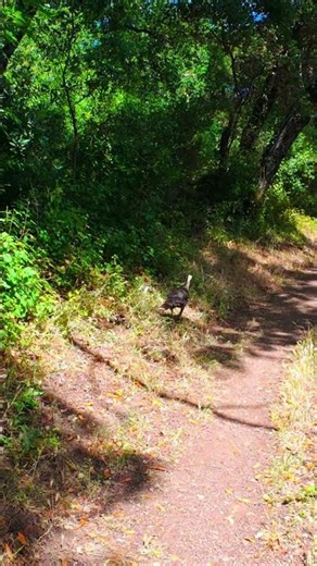 🌿 Hidden Trails Near Stevens Creek Reservoir | Cupertino, CA #Shorts