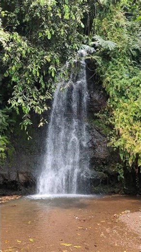 ogród botaniczny Thaiti