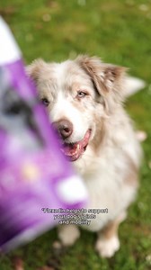 85 reactions | Today’s Training Tip: teach your dog to roll over! @theflashdogs 李 #vetoquinol #myhappypet #petcare #flexadinforpets #pawknowledge #learnwithus #petparenting #pawtips | My Happy Pet Worldwide | Facebook