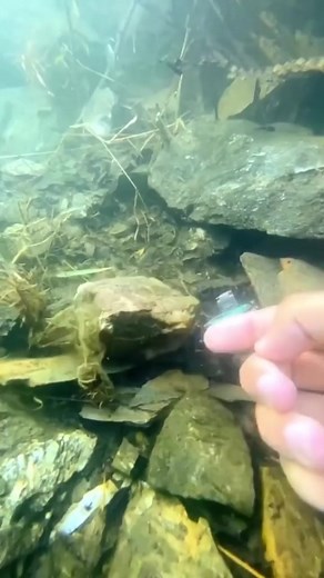 8.6K views · 69 reactions | 374_#underwater #satisfying #fyp #scubadiving #treasure .................................#trader #travel #love #finance #followers #photographer #photography #photoshoot#family #love #friends #happy #instagood #photography #familytime #fun #baby #life #kids #photooftheday #instagram #like #travel #cute #beautiful #smile #follow #nature #fashion #momlife........................I love it 珞❤ | Carter-69 | Facebook