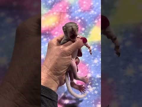 One hour baby squirrels crying