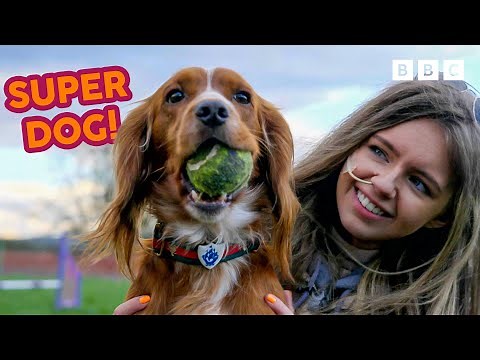Can We Keep Up With This Speedy Spaniel?