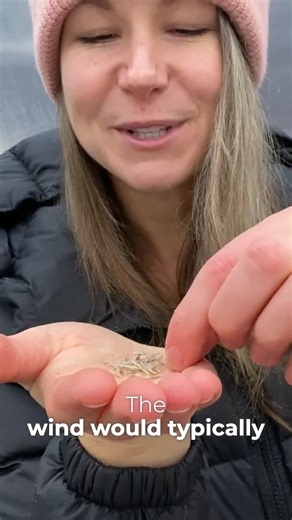 Winter doesn’t stop native grass seeds, it helps them thrive! By window sowing, you’re giving these seeds steady cold, moisture, and light in a way that fits how they naturally grow. Simple setup. Better results. (full winter sowing tutorial is available on our Facebook page!) #nativegrasses #wintersowing #nativeplants #seedstarting #coldstratification #wintergardening #pollinatorhabitat #lowmaintenancegarden #sustainablegardening #plantnative | Bright Lane Gardens