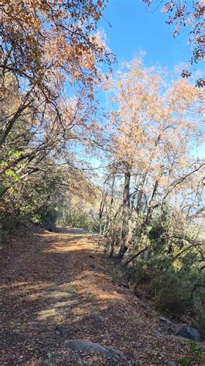 robles en otoño, la campana.