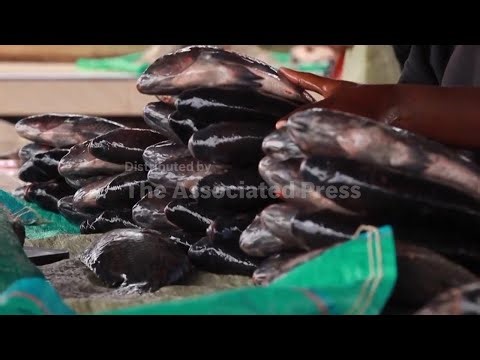 Africa's freshwater fish face extinction in Lake Victoria due to pollution, overfishing and invasive