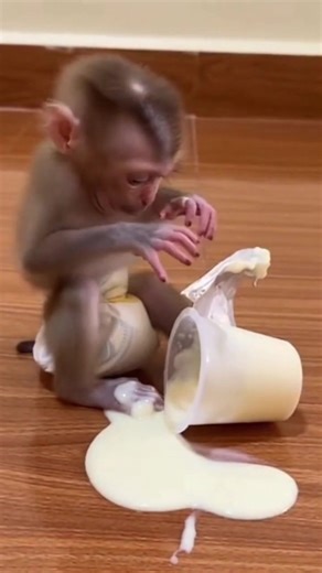 Baby Monkey's Heartbreaking Snack Spill