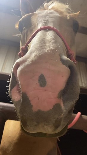 She is not amused 😂😂 #bopit #bopitchallenge #horse #horses #horsesoftiktok #dirtysideup