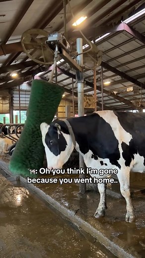 7.5K views · 121 reactions | 51_Life of a livestock farmer #lifeofafarmer | family farmlife | Facebook