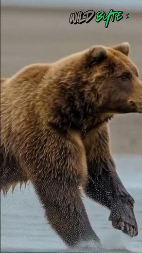 What allows a grizzly bear to run faster than a horse despite its size?
