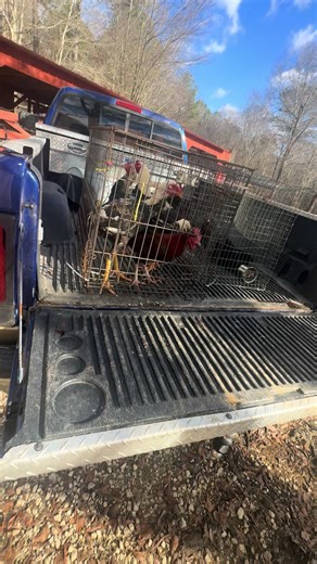 Caring for Chickens: Tips for Beginners