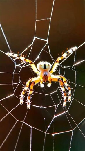 Spider's Ballooning Travel: Amazing Silk Parachute Flight Explained