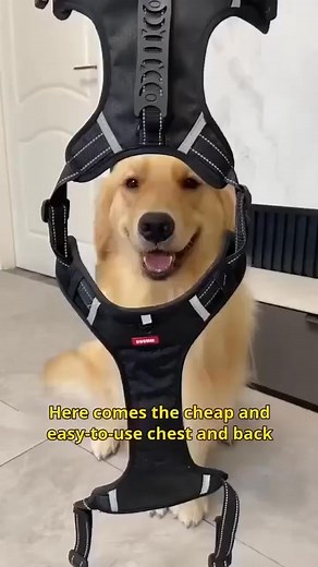 🐶Breathable and explosion-proof pet harness ✅No strangulation, all-round care ✅PVC strong grip, close protection ✅Easy to wear, just two steps, travel easily ✅The force is evenly distributed, making the dog feel comfortable Get it here👉👉https://r64.duxn.xyz/tx5WQu | Gearhubui Malaysia