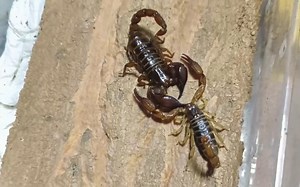 diplocentrus diablo 恶魔蝎双棘蝎 迪亚波罗。挺有意思的一种