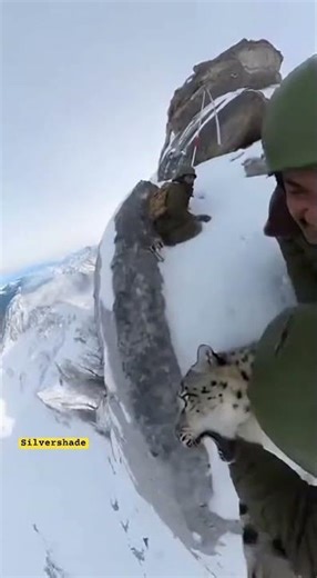 Sudden Snow Leopard Strike on Cliff
