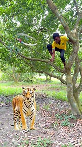 Tiger Catching Trap #vfx #videos #shorts #viralvfx #cheetah #tiger | VFX LAB