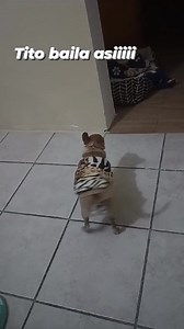 Chihuahuas Mexico on Reels