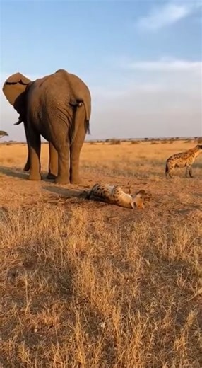 Elephants are the largest land animals on Earth, but their true power is not just in their size. It lies in their remarkable intelligence, deep memory, and rich emotional lives. Their long, versatile trunks act as both muscle and fingertip, capable of uprooting small trees or delicately lifting a single berry. Tusks help them dig for water, strip bark from trees, and defend themselves when threatened. Elephants are built for extreme environments, with massive ears that help regulate body tempera