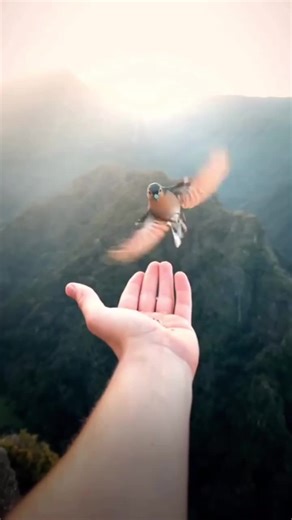 Videos de Mustapha khattach (@mustaphakhattach) con “الصوت الأصلي - اشرف عيسى”