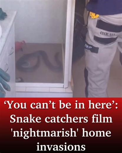 Queensland snake catchers shared nightmarish footage of snakes slithering their way into homes, with one being cornered in a homeowner’s shower and another being found curling under a child’s bassinet. Check it out: ➡️ https://bit.ly/3LUTU4I | North Lakes News