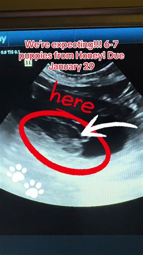 We’re expecting puppies!!! 6-7 puppies from Honey and Fonzie due January 29th! #urbanheropoodles #honeyandfonzie2026 #urbanherohappydays
