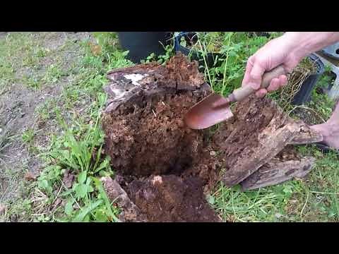 Creating Humus From Rotting Wood