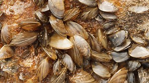 Zebra mussels: How did they get here and how can we stop them from spreading?