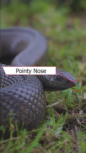 🐍 Guess the Snake! Can you ID this species? #snakeidentification #snakebitetreatment