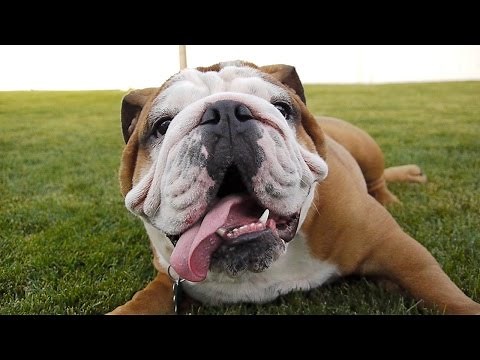 Twenty Dogs | Dog Video for Kids FULL VIDEO | 20 Dogs