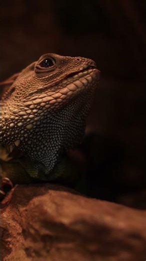The Lizard Lifted Its Head Into the Warm Light | Peaceful_Tranquil