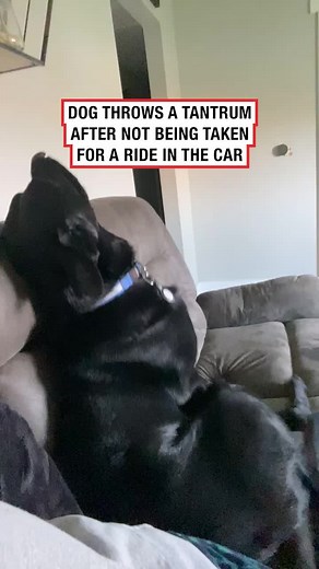 Dog Throws Tantrum for Not Being Allowed in Car Ride!