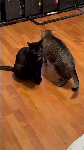 Cute Cats Being Absolutely Adorable! | Funny Cat Video | Cat Cuteness Overload