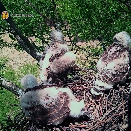 Eagle babies now stand at the edge of the nest ready to fly | Review Bird Nest