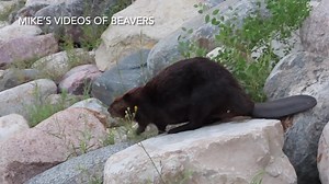 509K views · 10K reactions | In today’s beaver video, a hungry beaver does his best mountain goat impression by scaling down the rocks with a small tree he harvested. Not as easy to do when you have webbed-feet instead of hooves. #beavers #funnyanimals | Mike’s photos and videos of beavers | Facebook