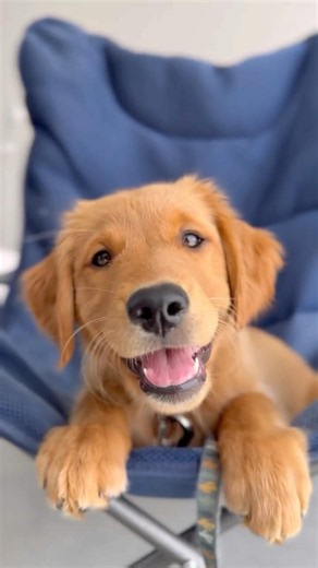 The cutest shark dog puppy turned into a very smart, fun 1 year old! #harlietheredgolden