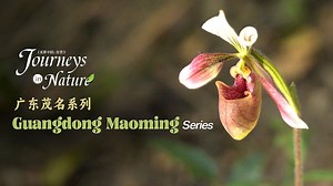 Guangdong Maoming Series Ep. 7: Hong Kong lady's slipper orchid