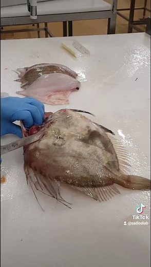 comment faire un filet de poisson
