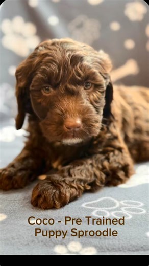 Meet Vislor’s newest Pre-trained Pup - Coco the chocolate Sproodle! Coco comes from a 5* breeder and is currently 8 weeks old. Starting out on her Vislor Following State of mind training she will do everything expected of a Vislor trained puppy along with being P.A.T Trained (Pets as Therapy). Coco is currently available to reserve 🤎 #cutepuppy #sproodle #sproodlepuppy #pretrainedpuppies #pretrainedpuppy #puppytrainer #dogtrainers #chocolatesproodle | Vislor Dog Training