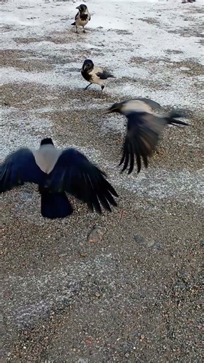 Crows got a little too brave & try to steal boss Crows food, luckily he didnt beat them up 🤣