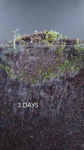 Poppy Seeds and Venus Flytrap Time Lapse Insights